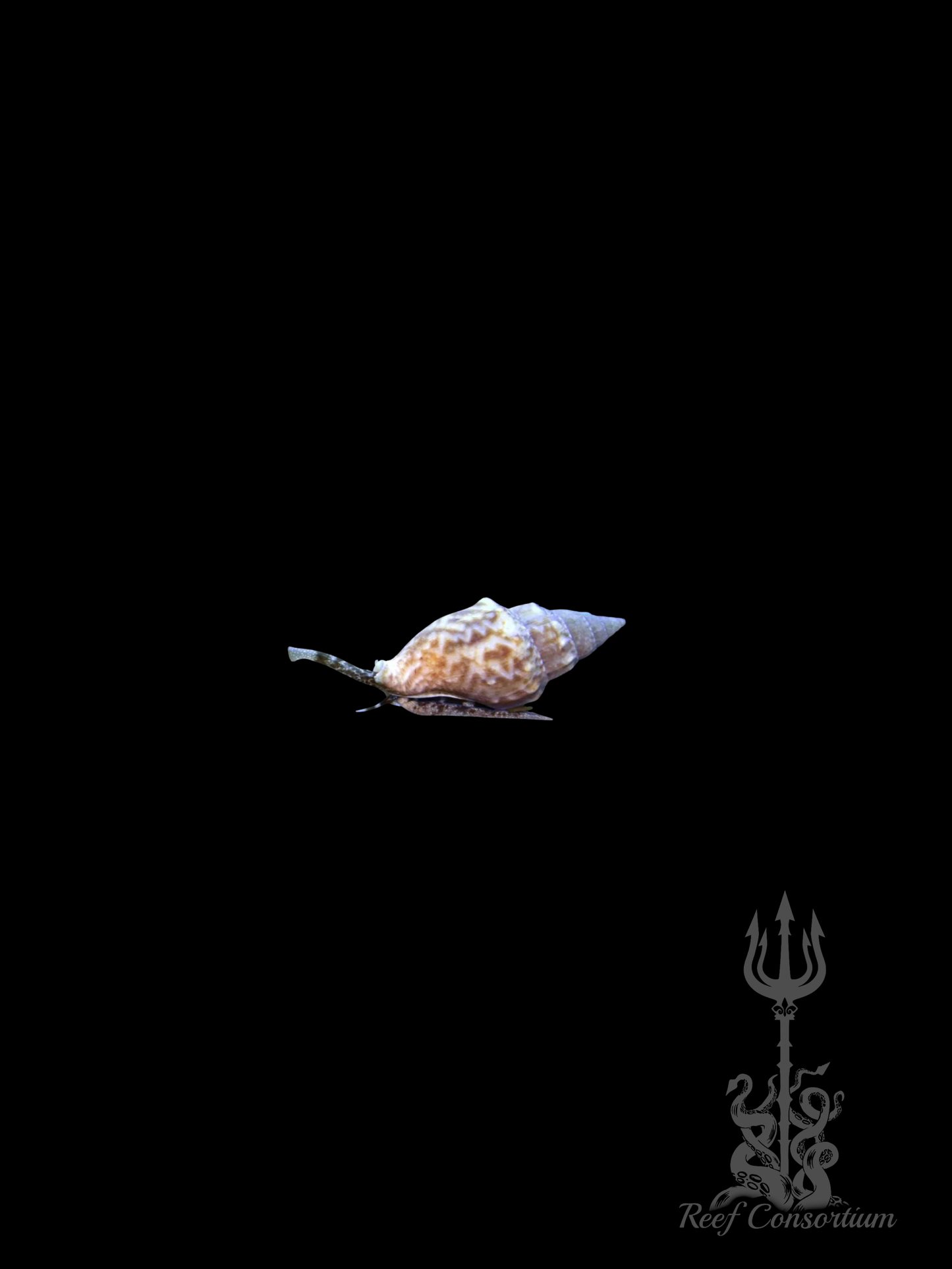 Mini Nassarius Snail