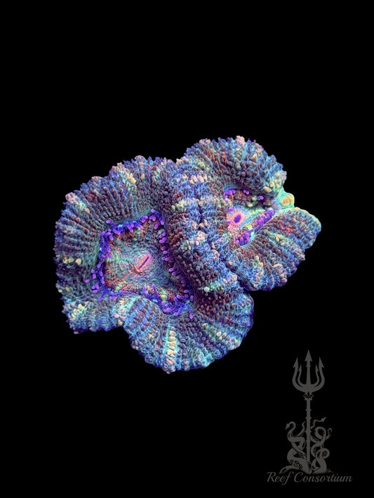 Rainbow Kaleidoscope Acan