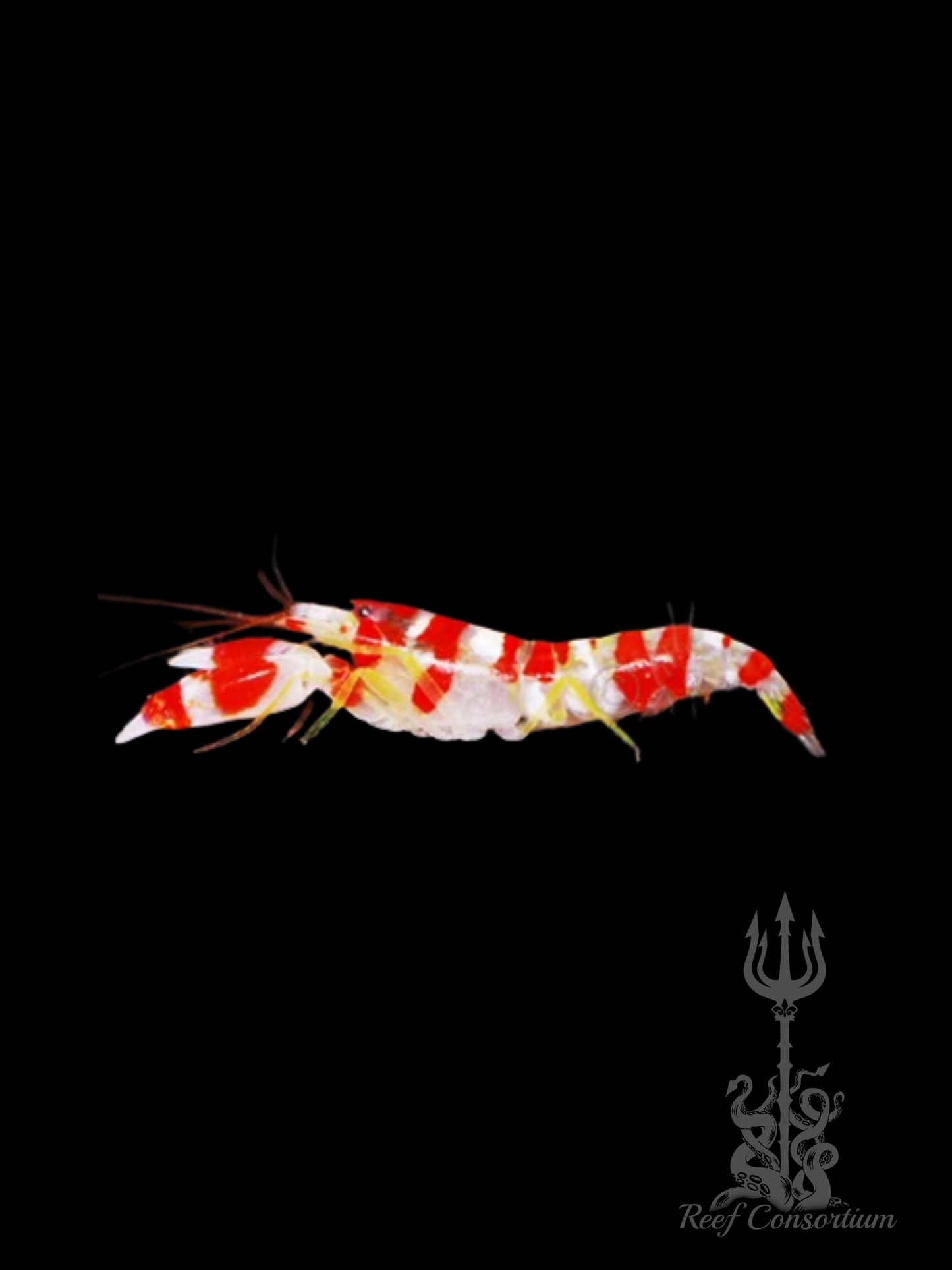 Candy Cane Pistol Shrimp