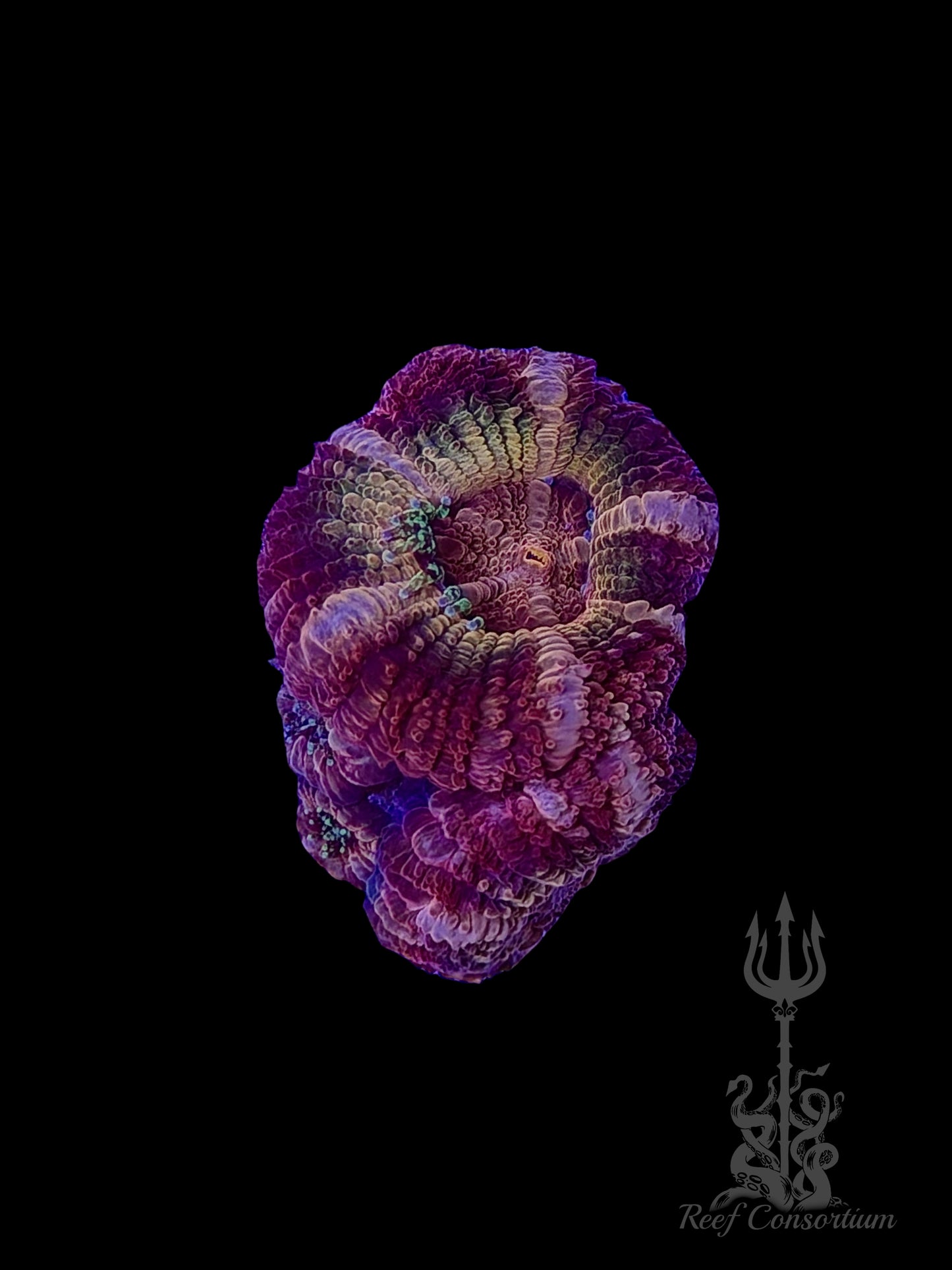 Maroon-Pink Asian Acan