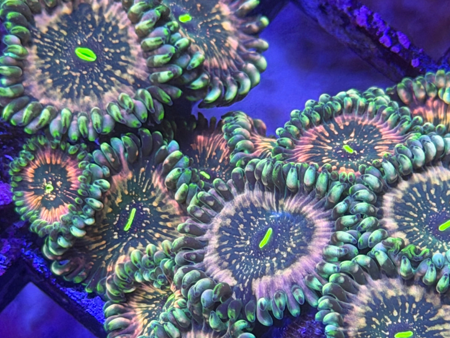 3-4p Hawaiian Ding Dang Zoanthid