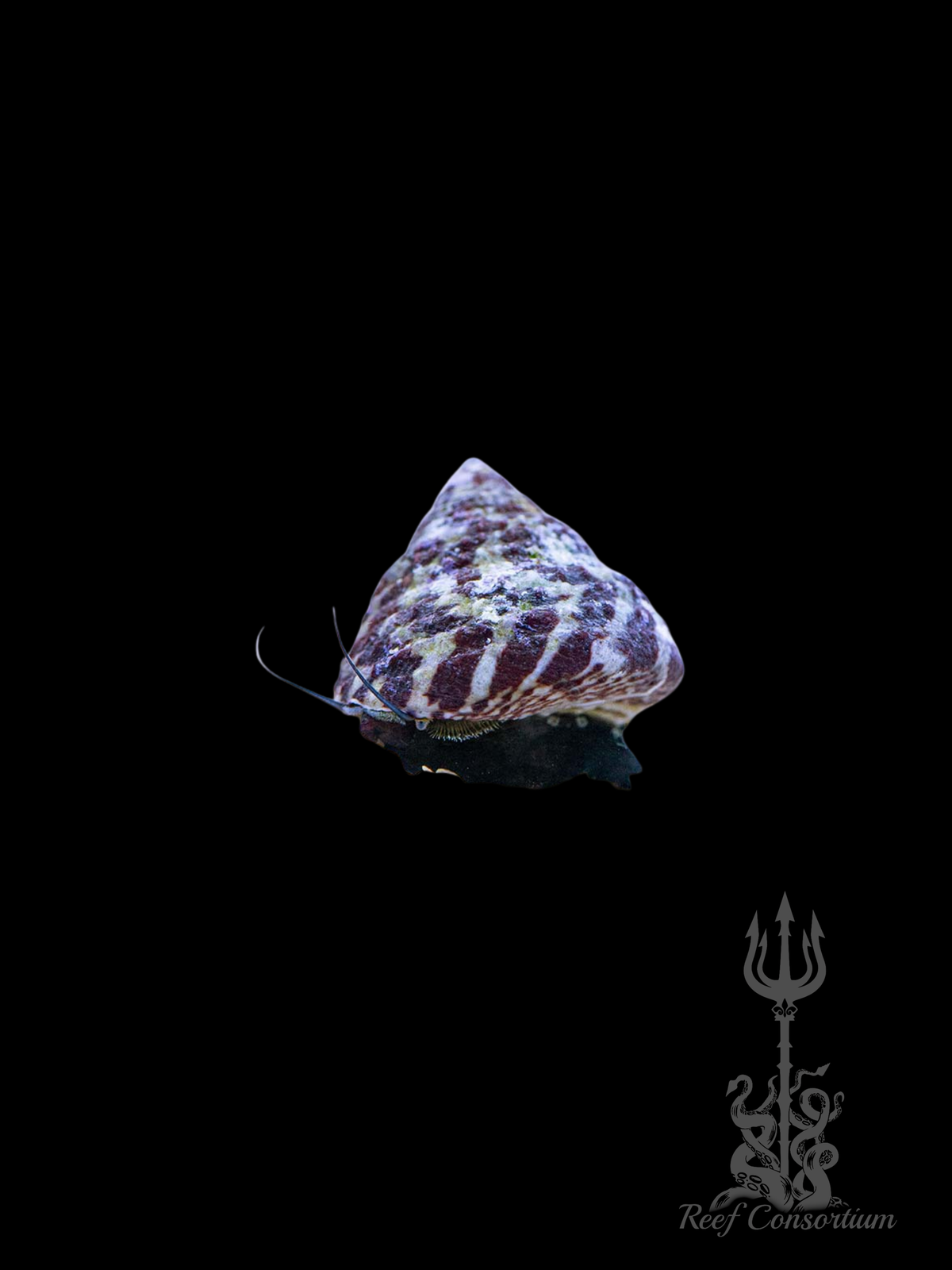 Trochus Snail