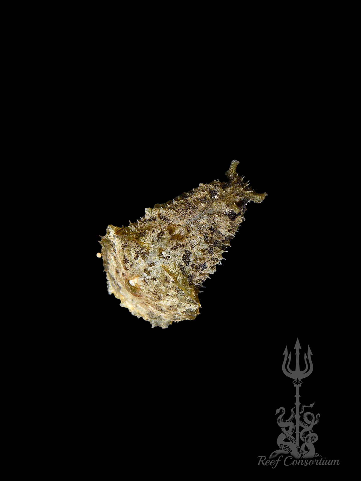 Sea Hare Slug