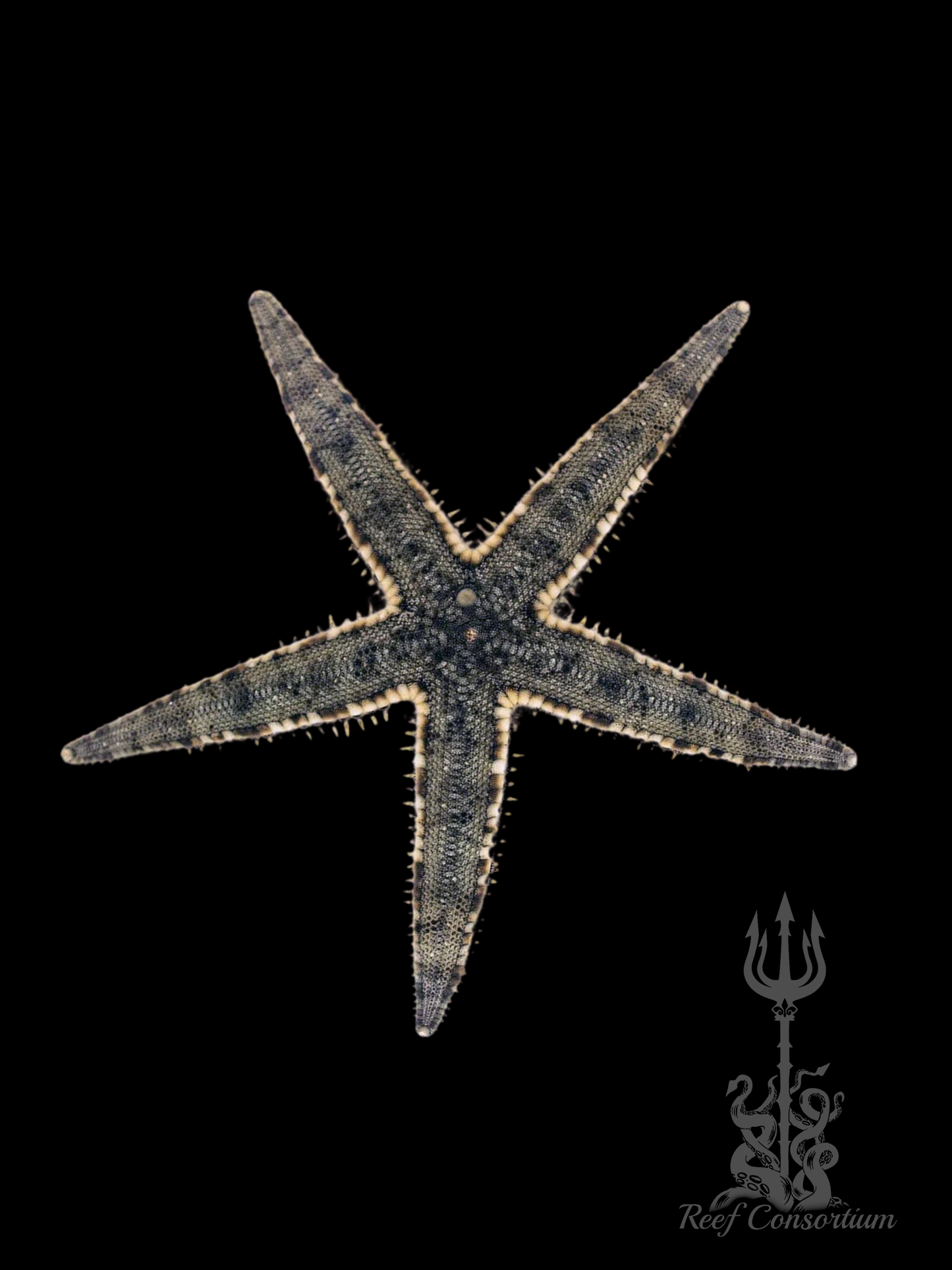 Sand Sifting Starfish