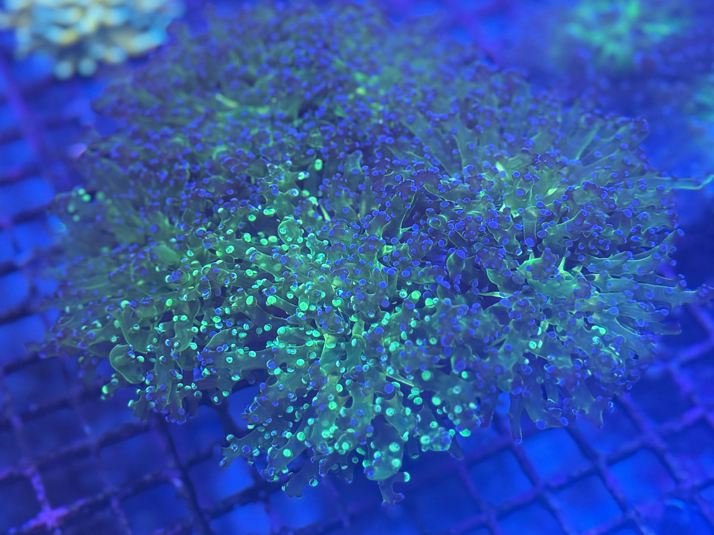 Splatter Graft Frogspawn - Double