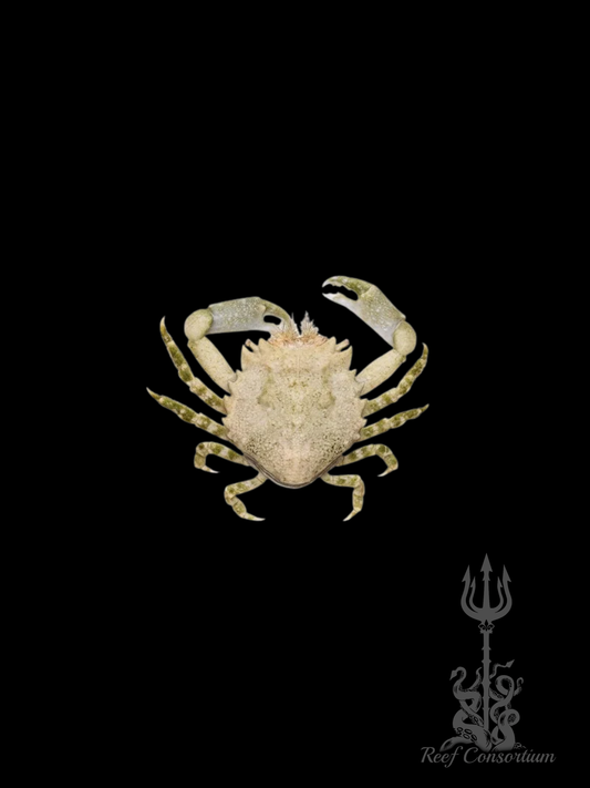Pithos Crab