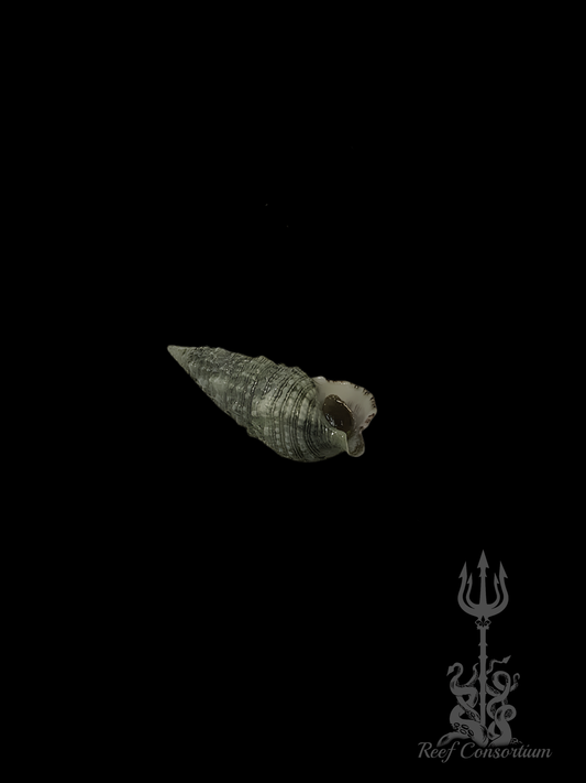 Cerith Snail