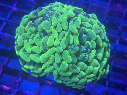 Ultra Neon Splatter Aussie Hammer - 2 Heads