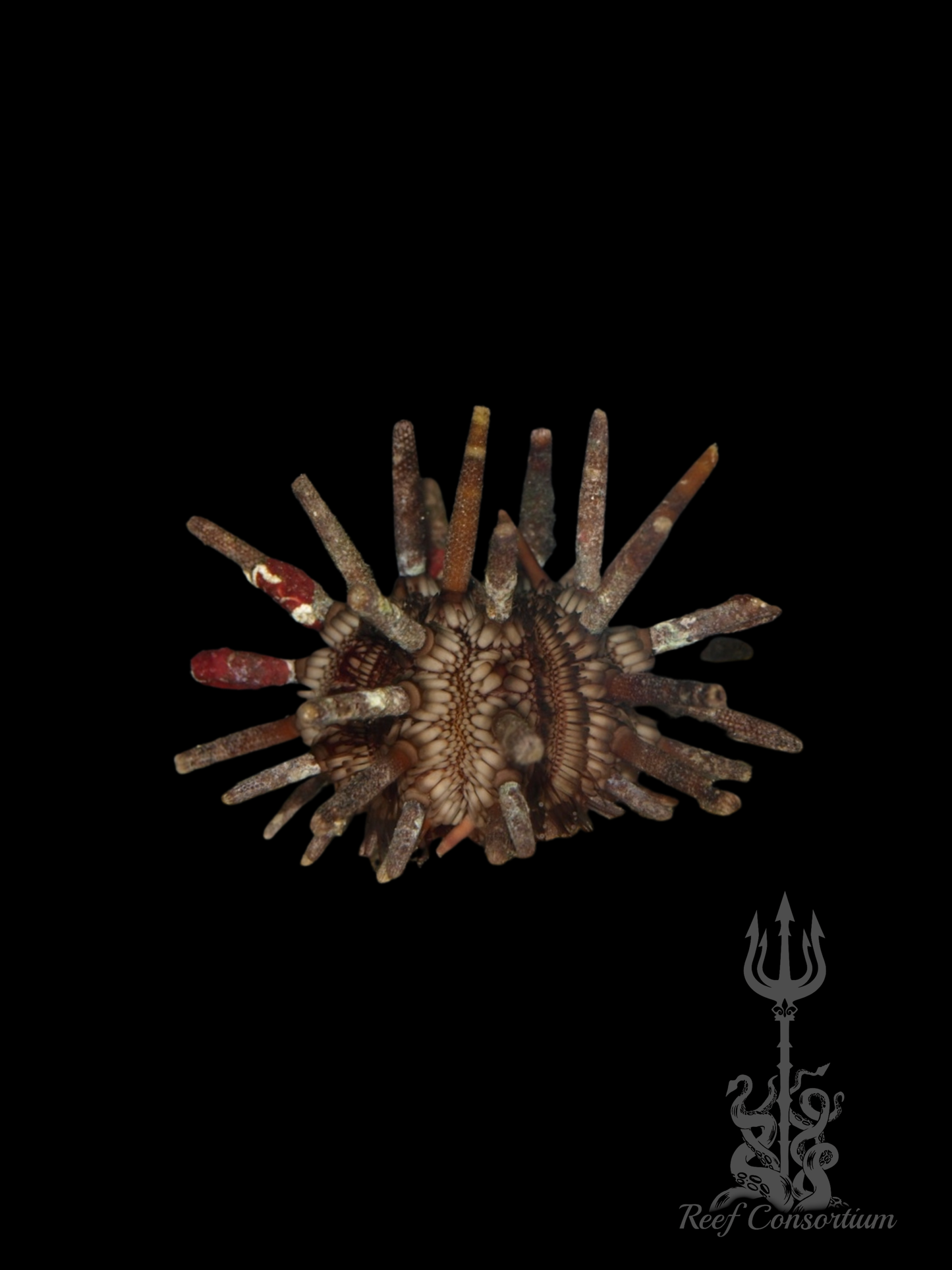 Pencil Urchin