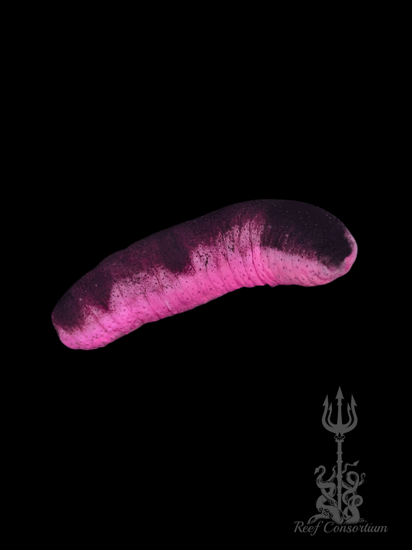 Pink Cucumber