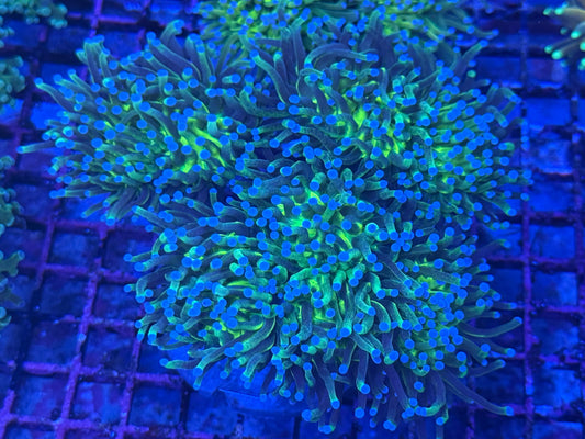 Glitter Grail Torch - Single