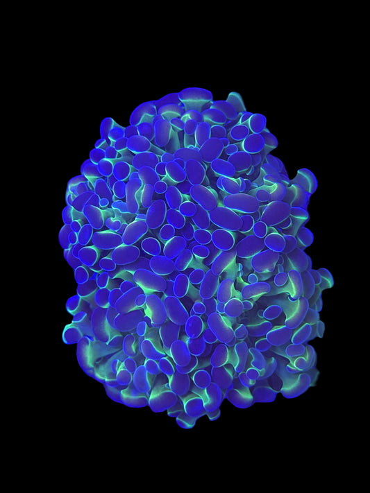 Hologram Branching Hammer - Mini Colony