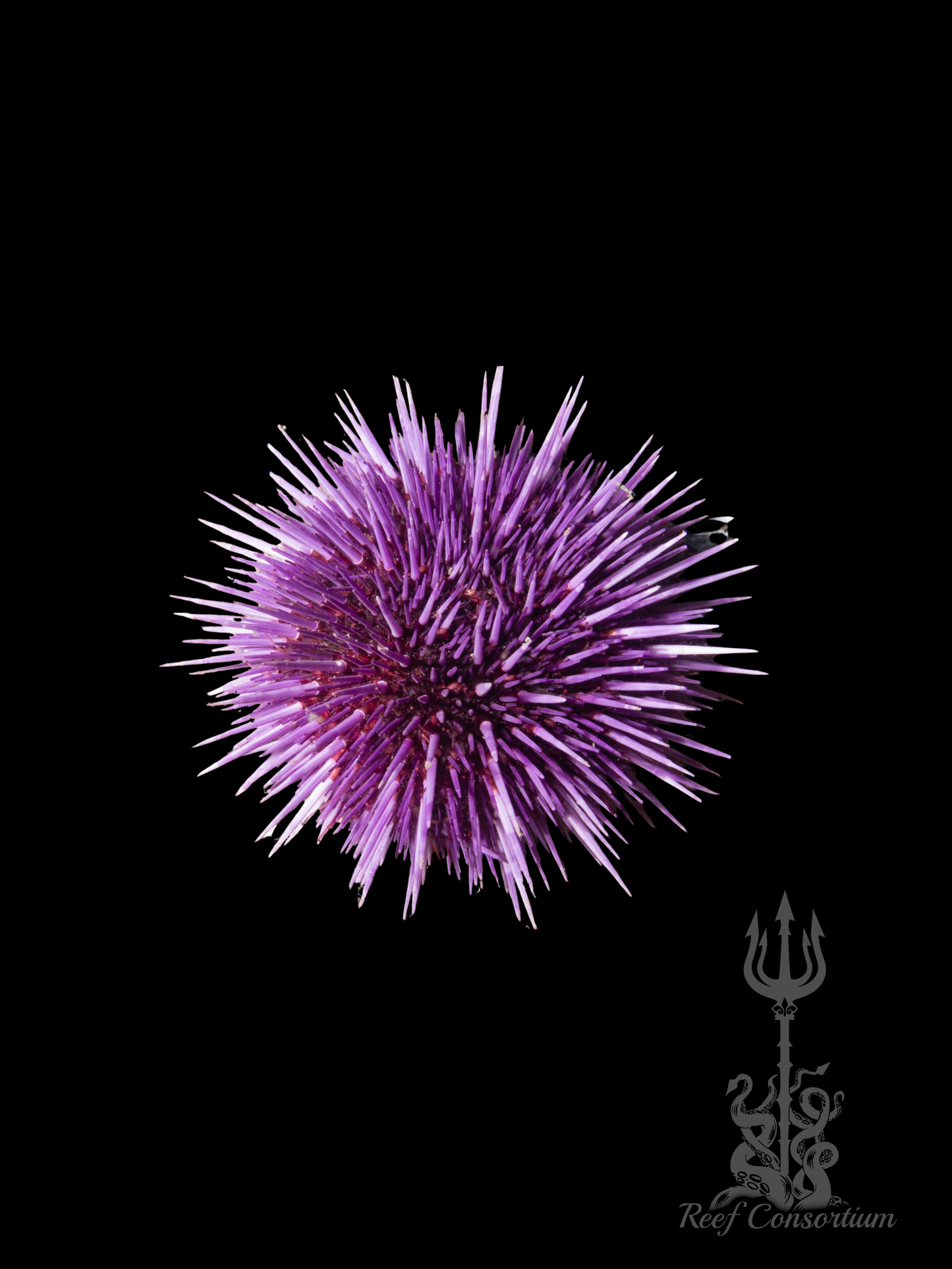 Purple Pin Cushion Urchin