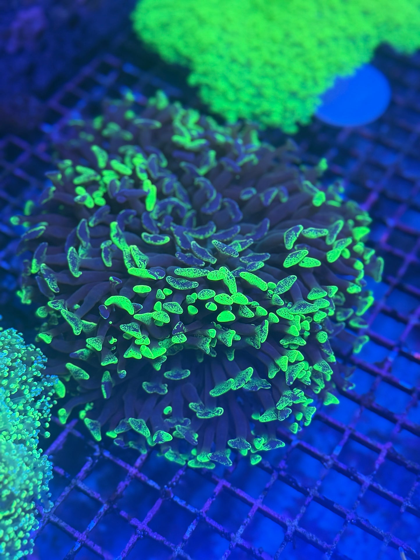 XL Splatter Wall Hammer
