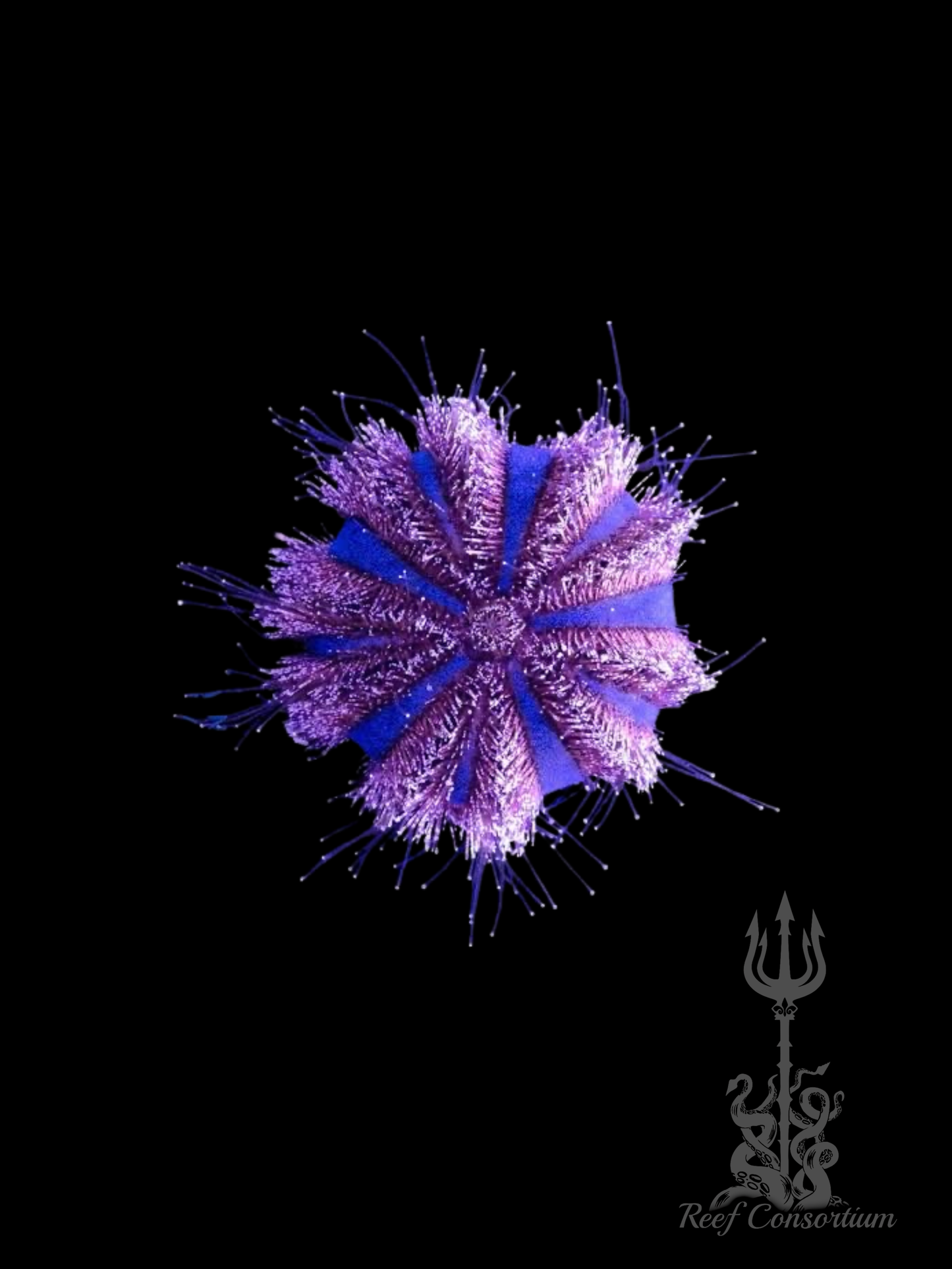 Tuxedo Urchin