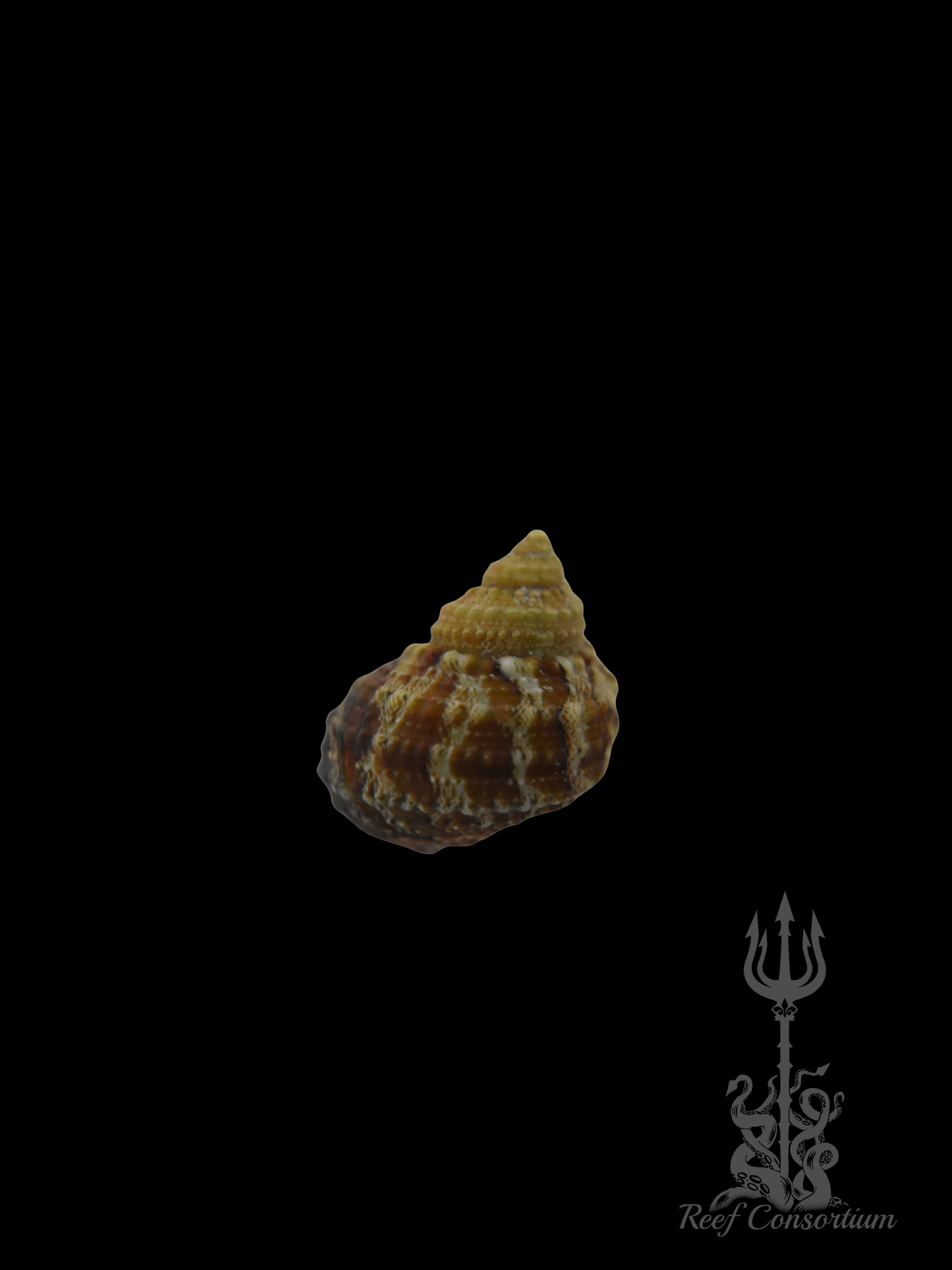 Cat Eye Turbo Snail