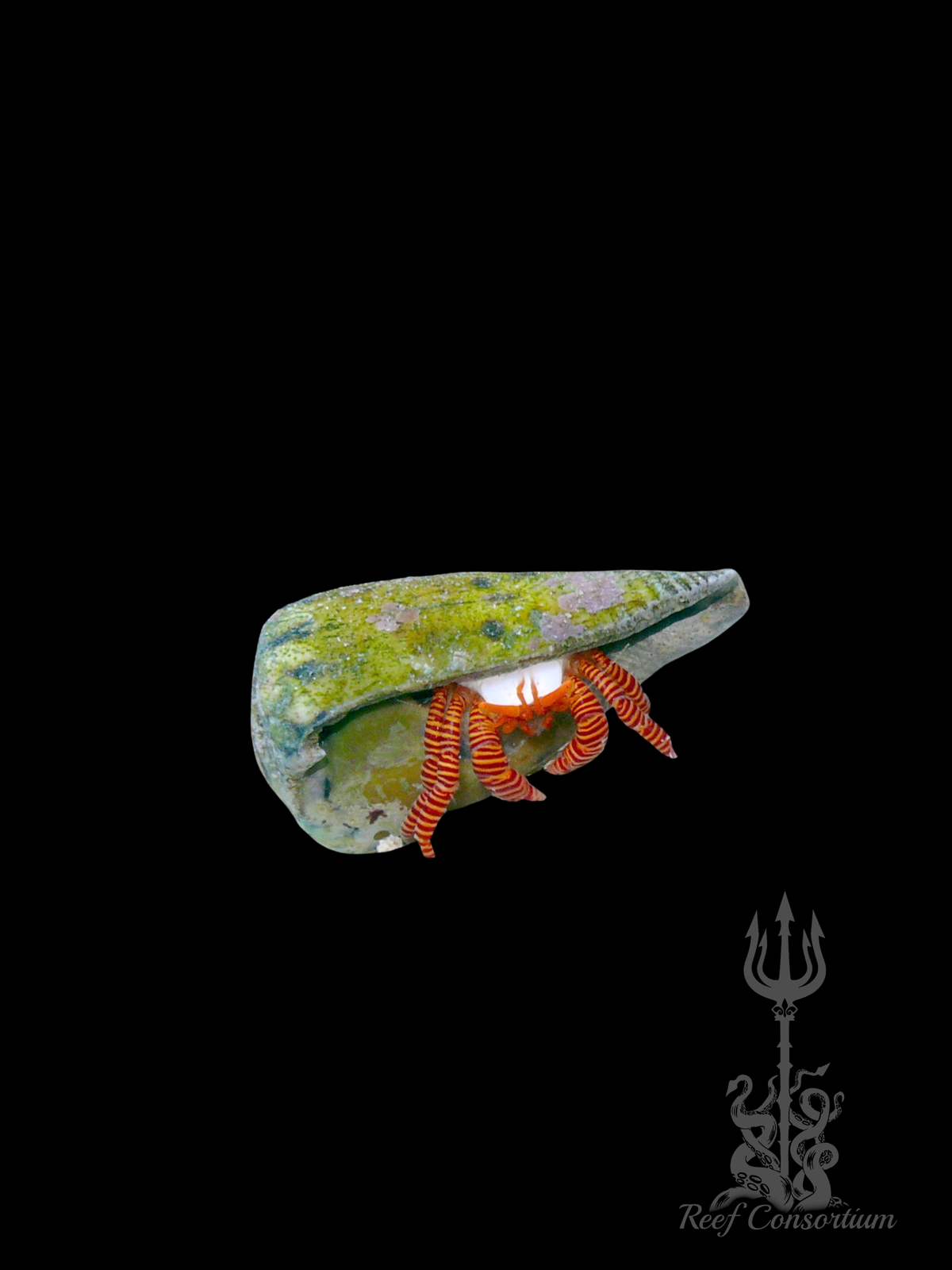 Halloween Hermit Crab