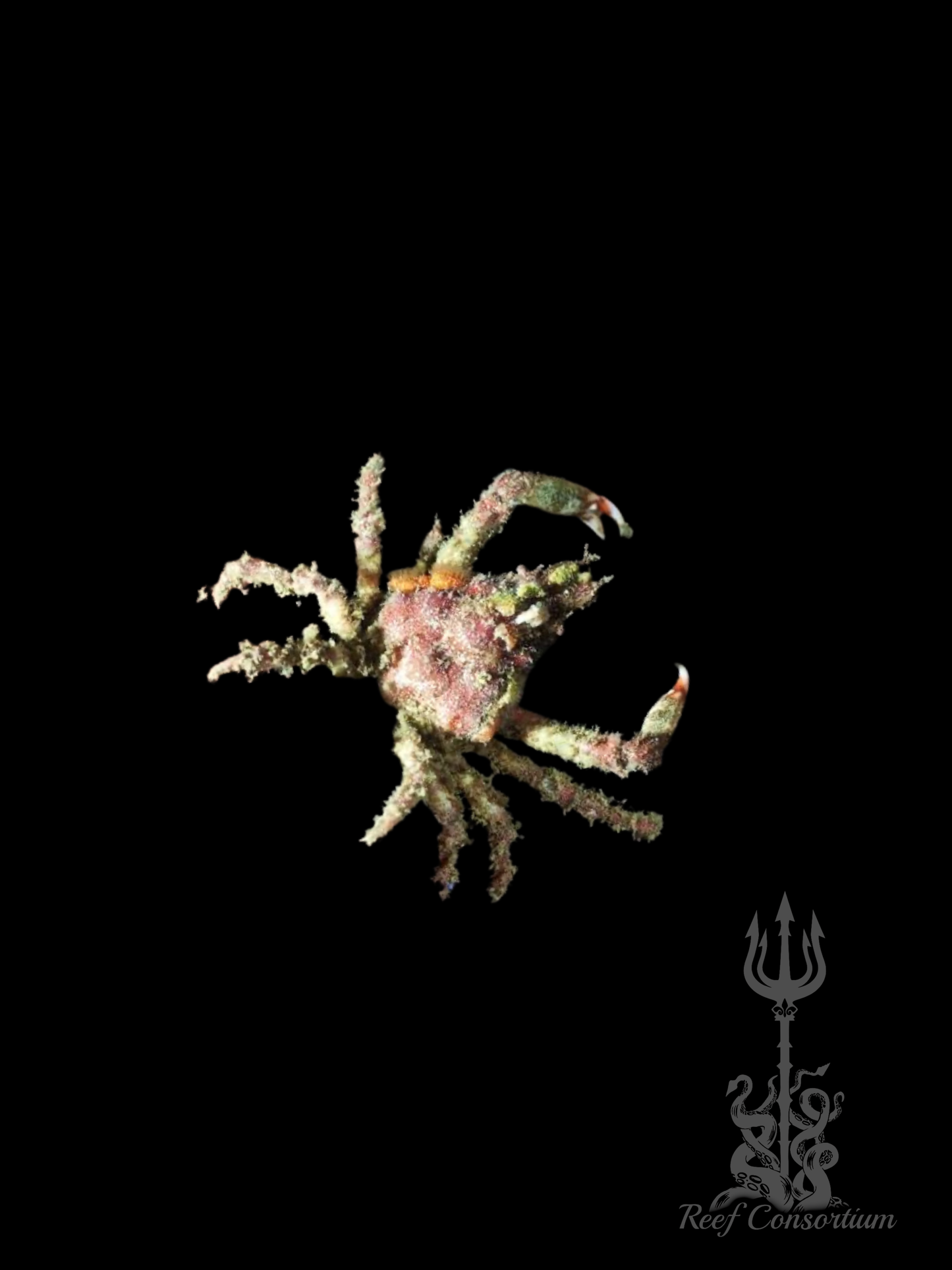 Sponge Decorator Crab