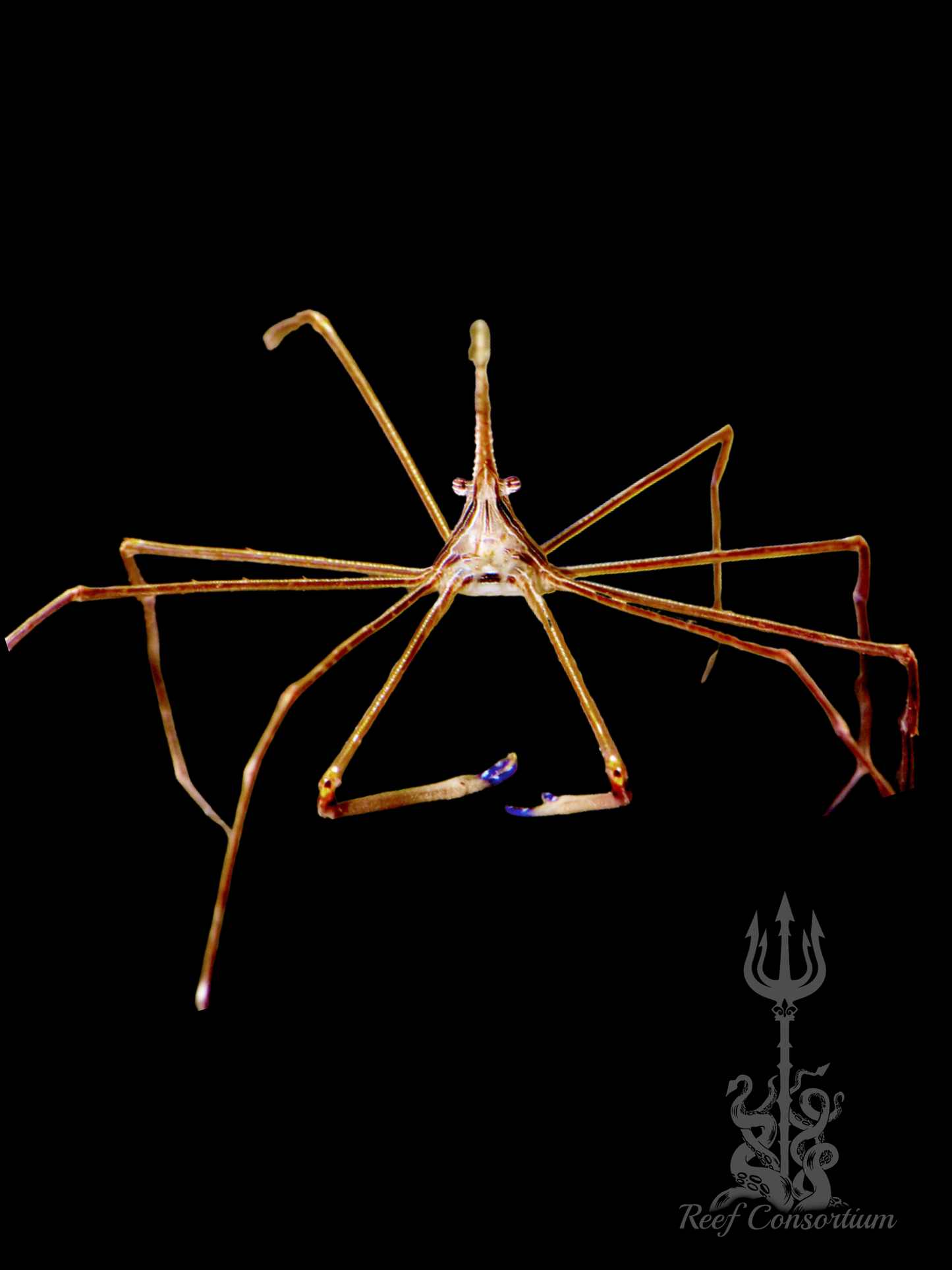 Arrow Crab