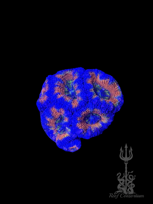 Rainbow Acan Master Mini Colony