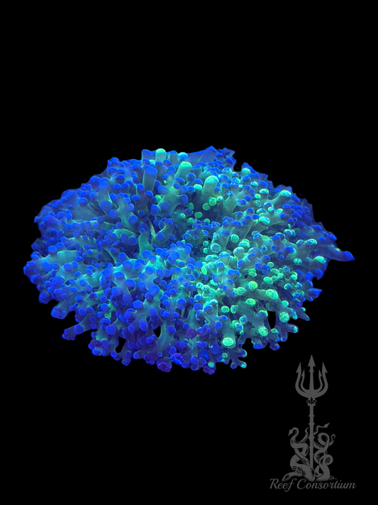 Splatter Graft Frogspawn - Double