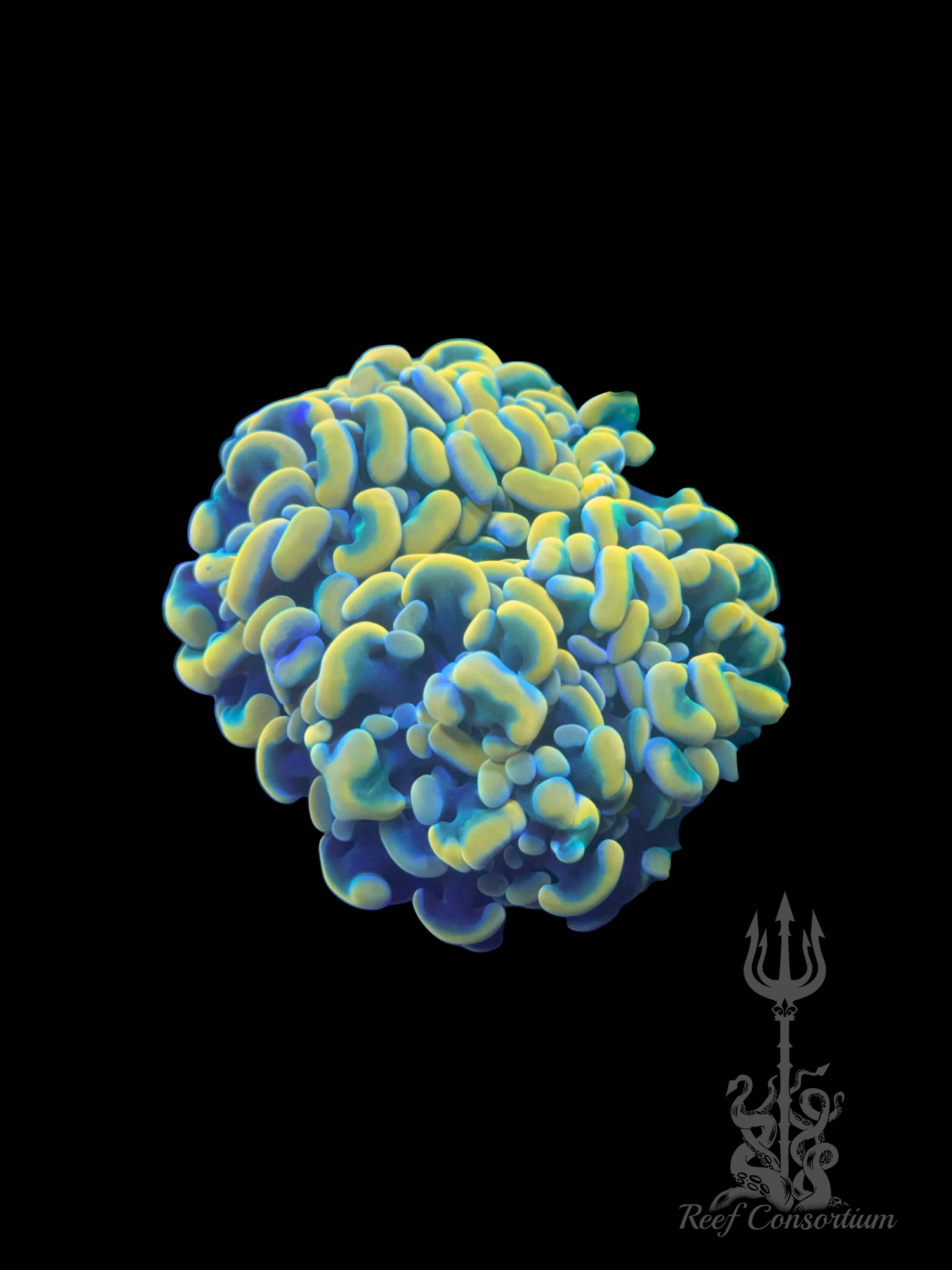 Rainbow Gold Branching Hammer