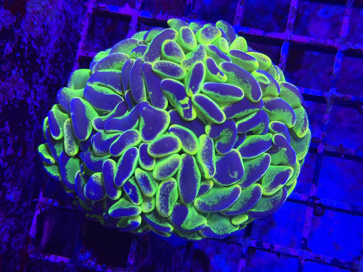 Ultra Neon Paint Dip Splatter Aussie Hammer - Fathead
