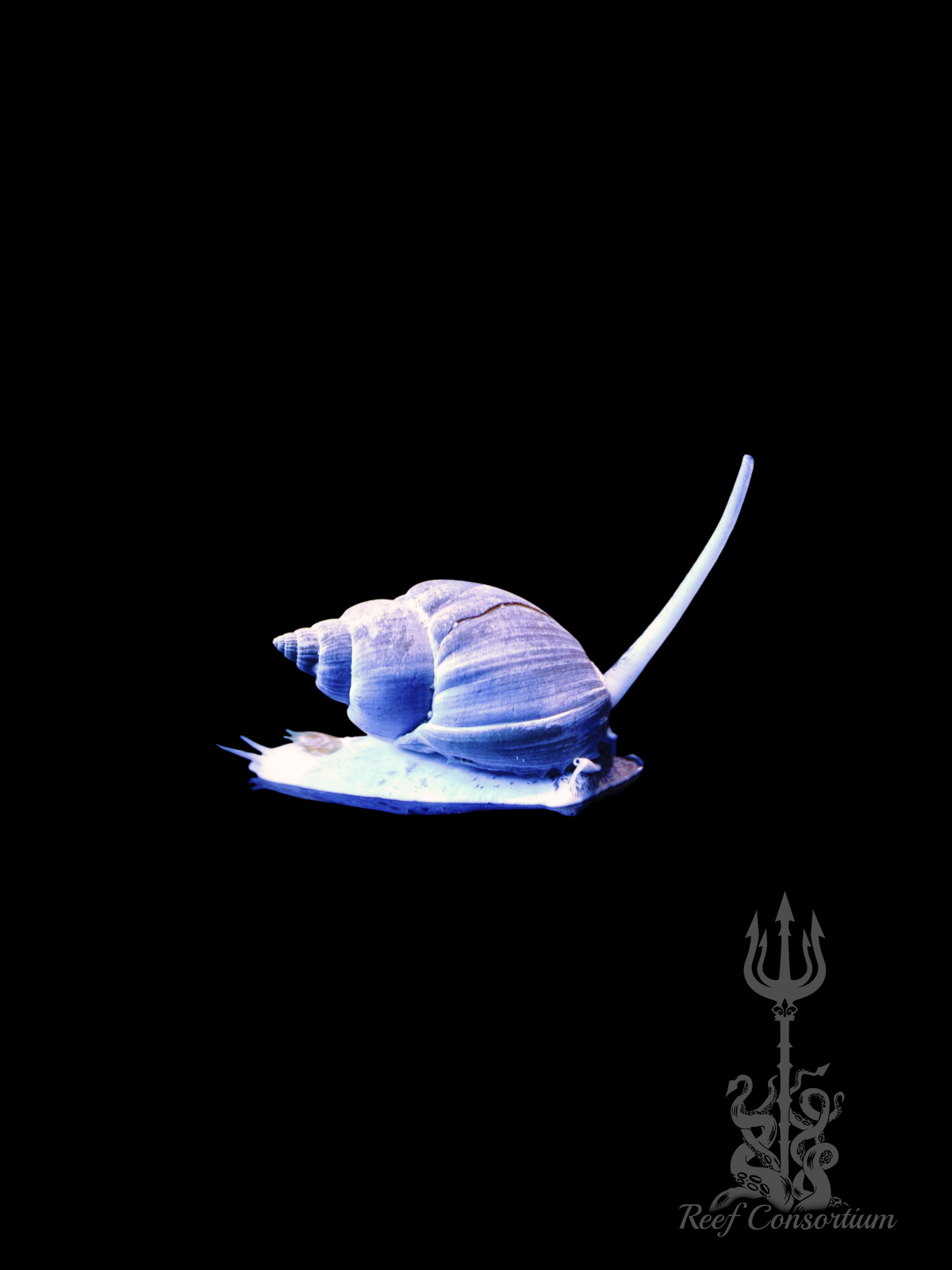 Tongan Nassarius Snail