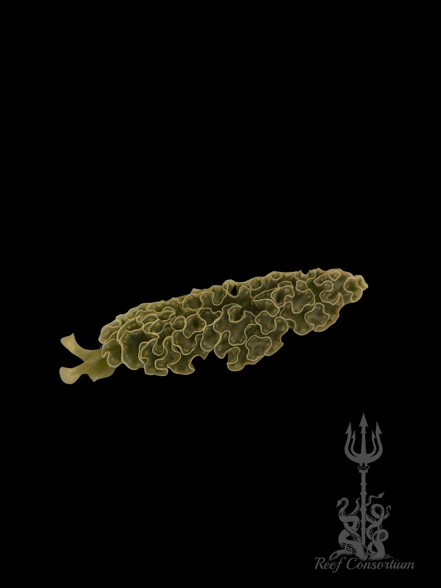 Lettuce Nudibranch