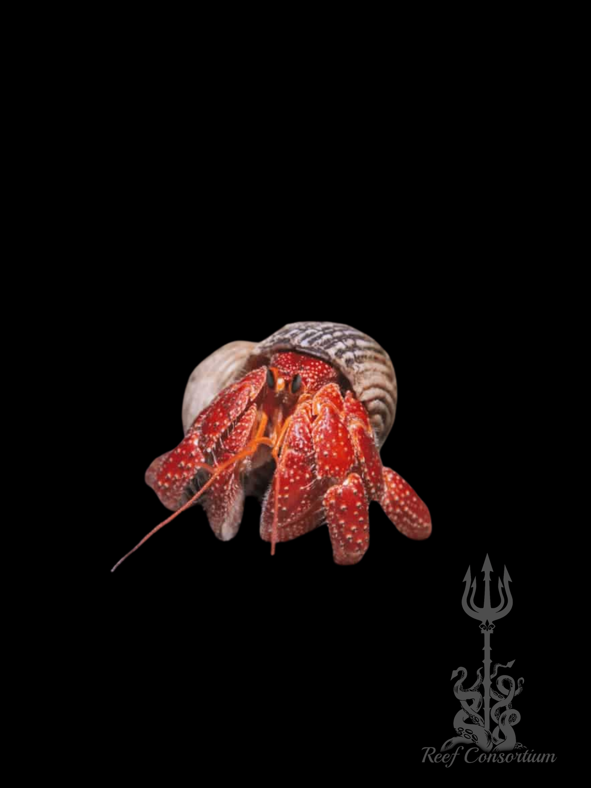 Strawberry Hermit Crab -XL