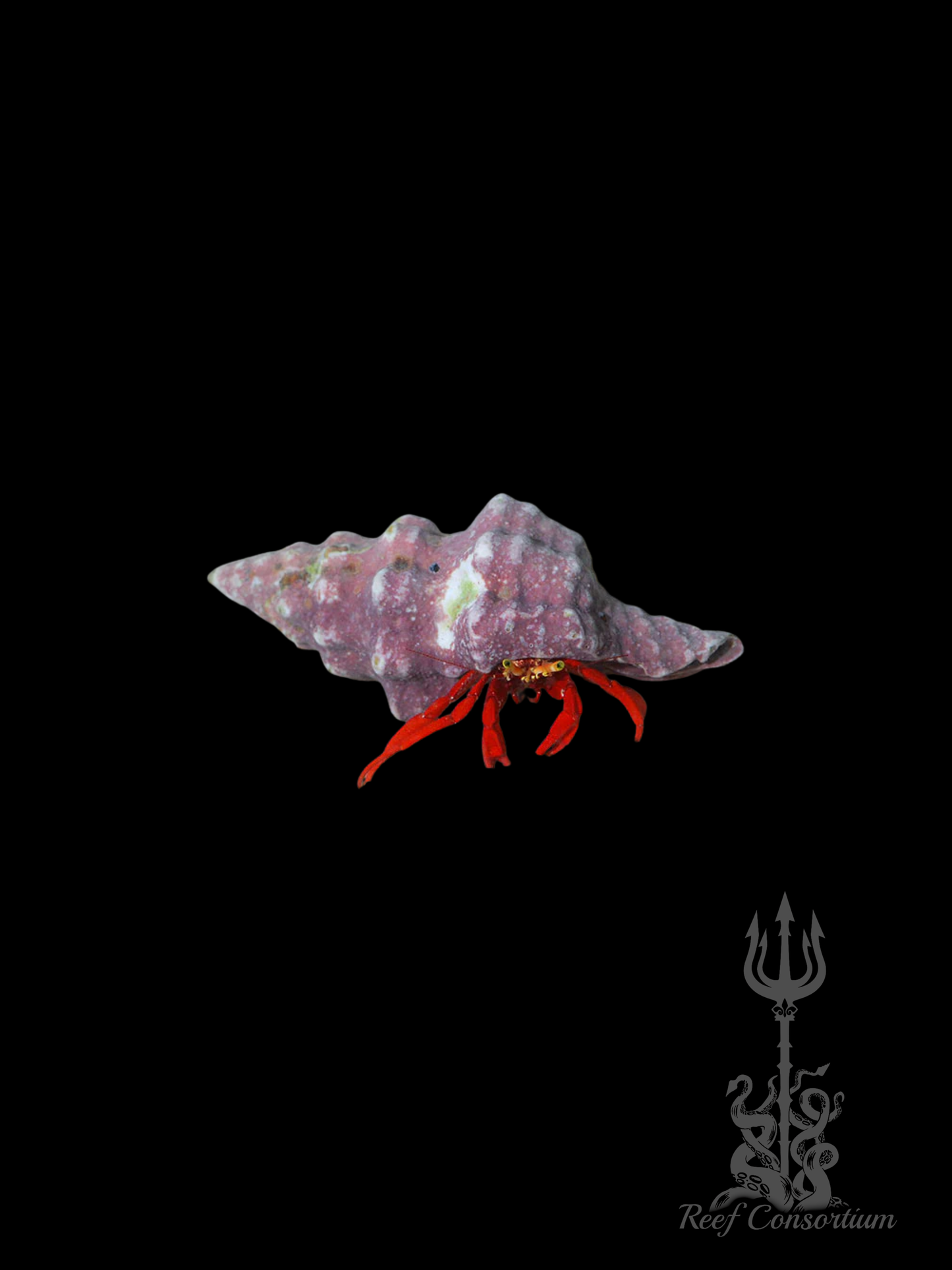 Red Leg Hermit Crab
