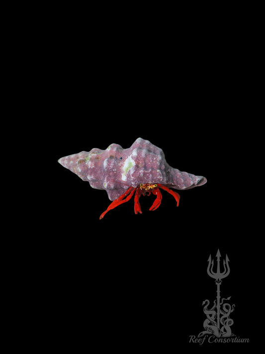 Red Leg Hermit Crab