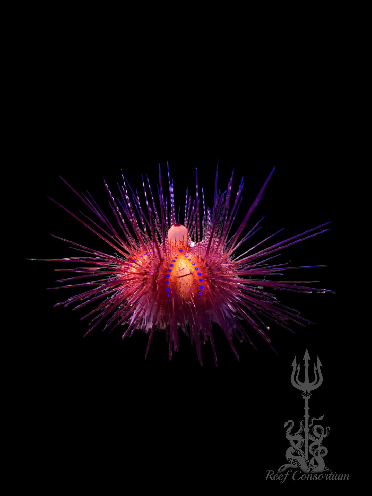 Rainbow Longspine Urchin