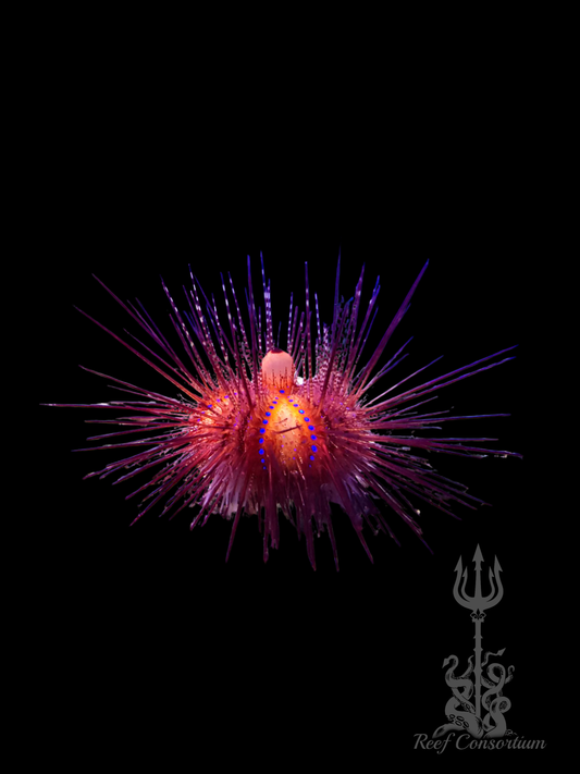 Rainbow Longspine Urchin