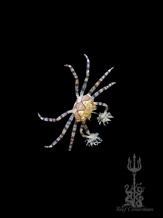 Pom Pom Crab