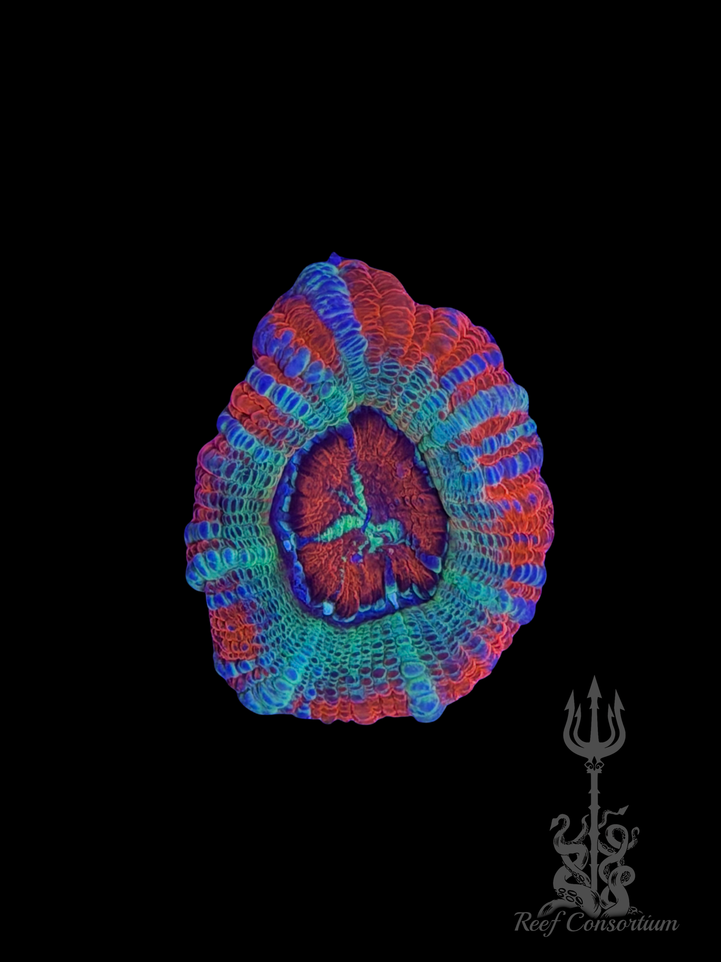 Peppermint Dream Asian Acan