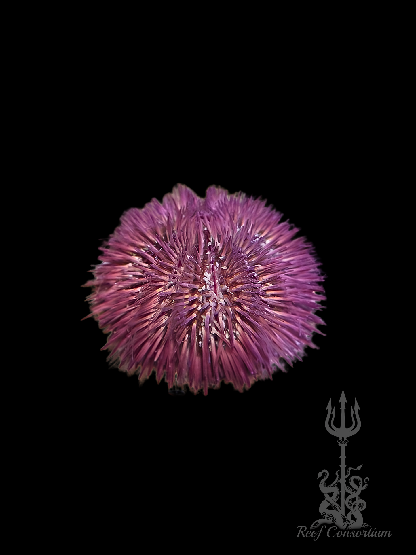 Rainbow Pin Cushion Urchin