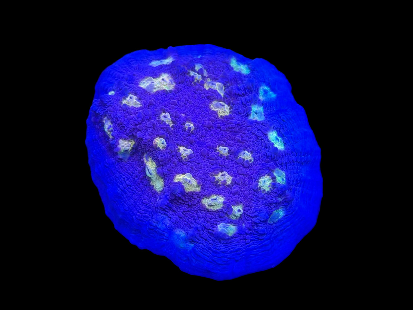 Easter Egg Chalice 1-inch Frag