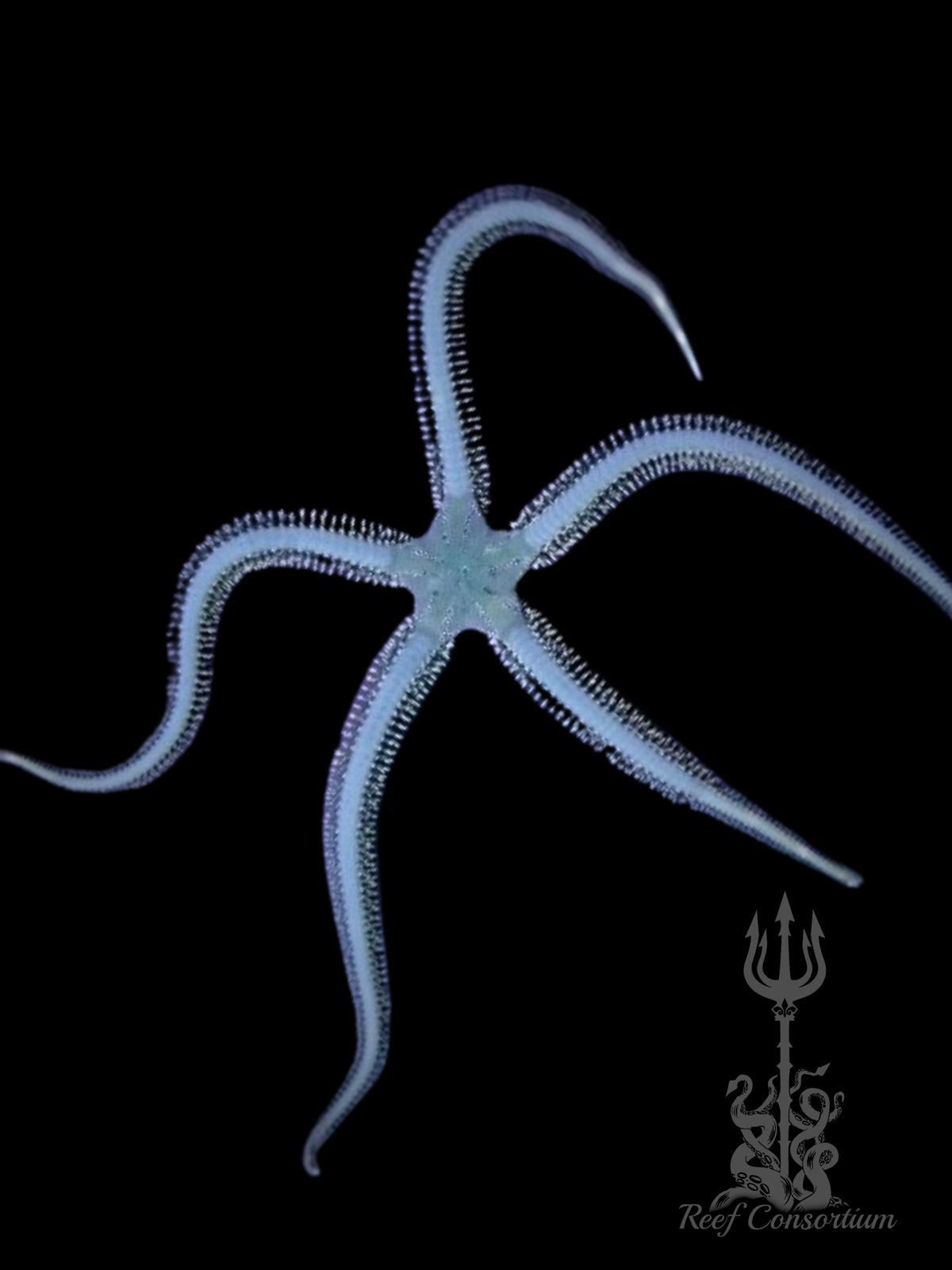 Brittle Starfish