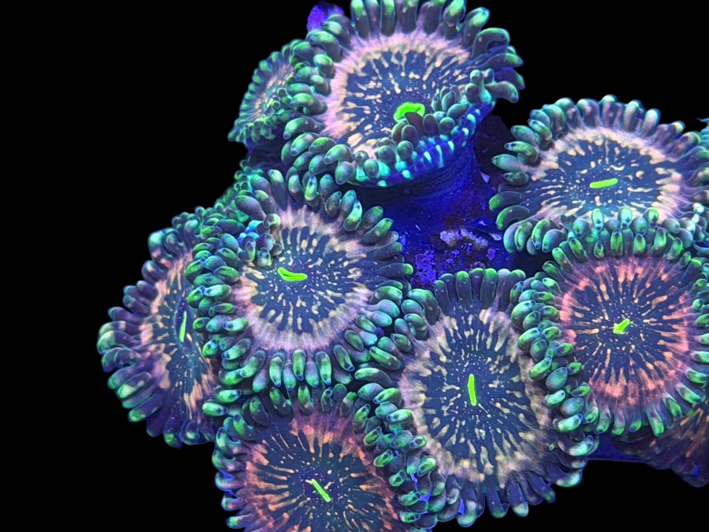 3-4p Hawaiian Ding Dang Zoanthid