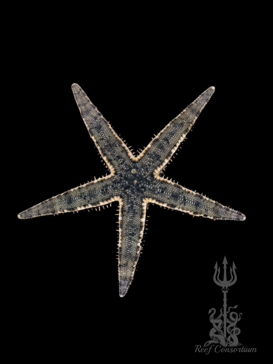 Sand Sifting Starfish