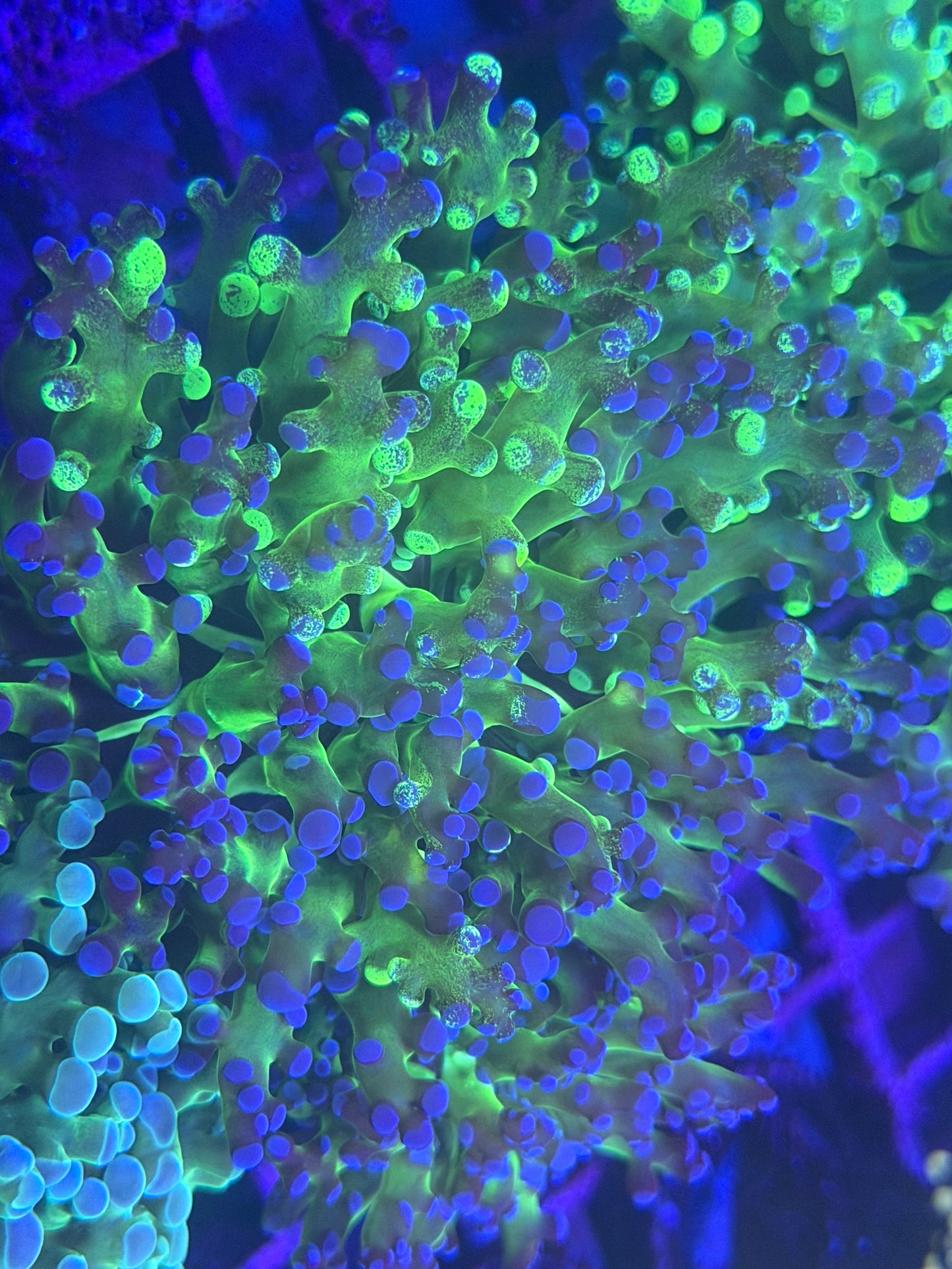 Splatter Graft Frogspawn - Double
