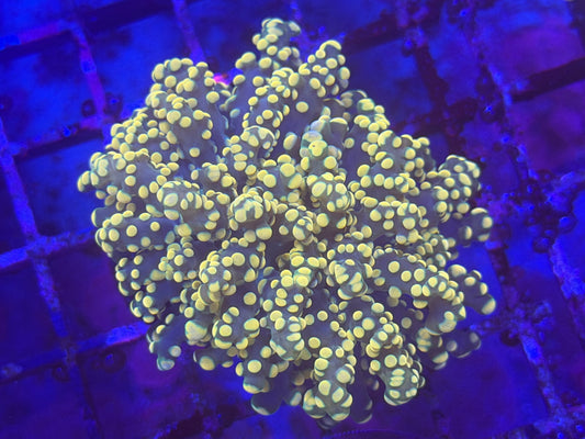 Orange Octospawn Yaeyamaensis