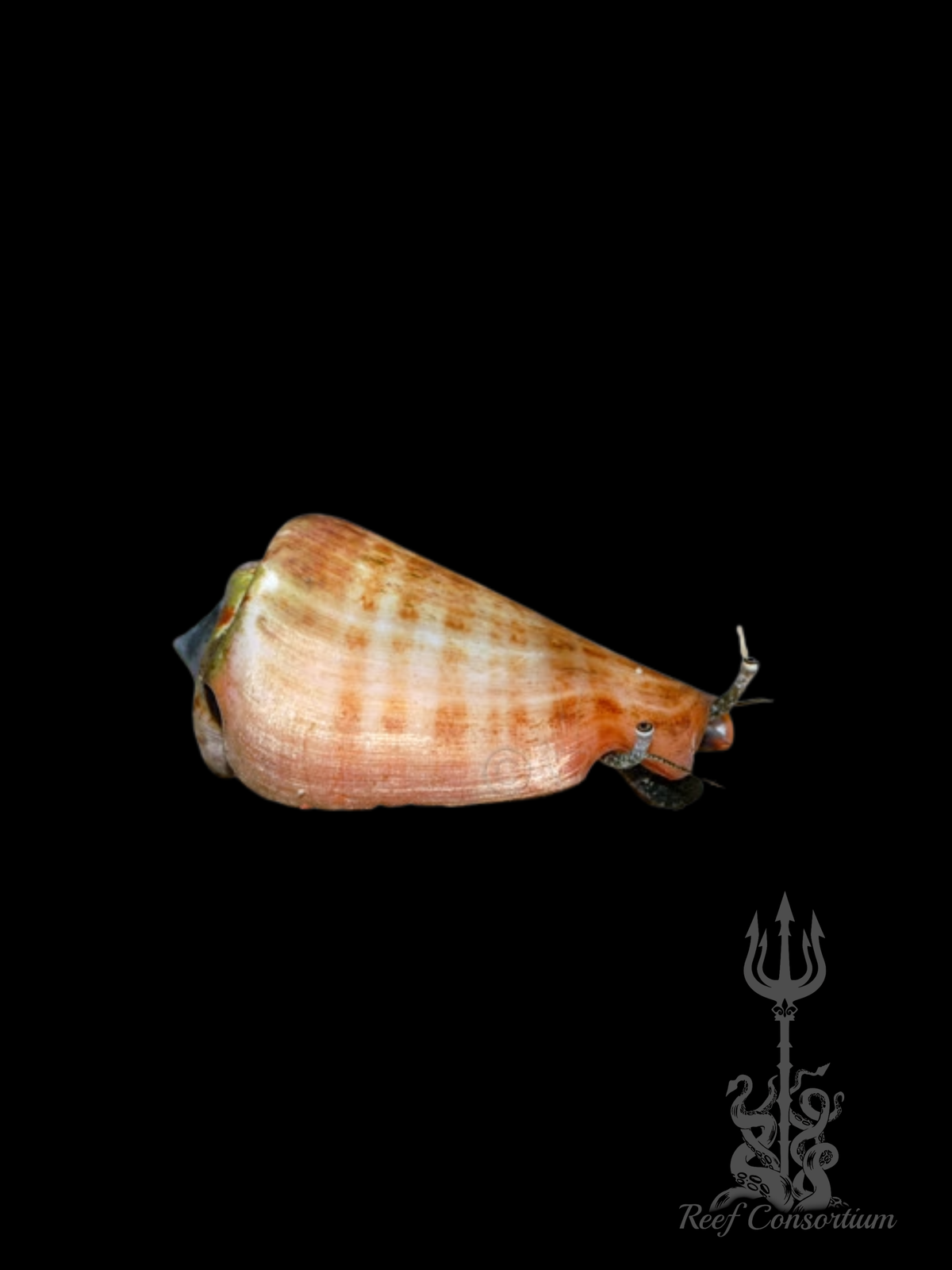 Tiger Sand Conch