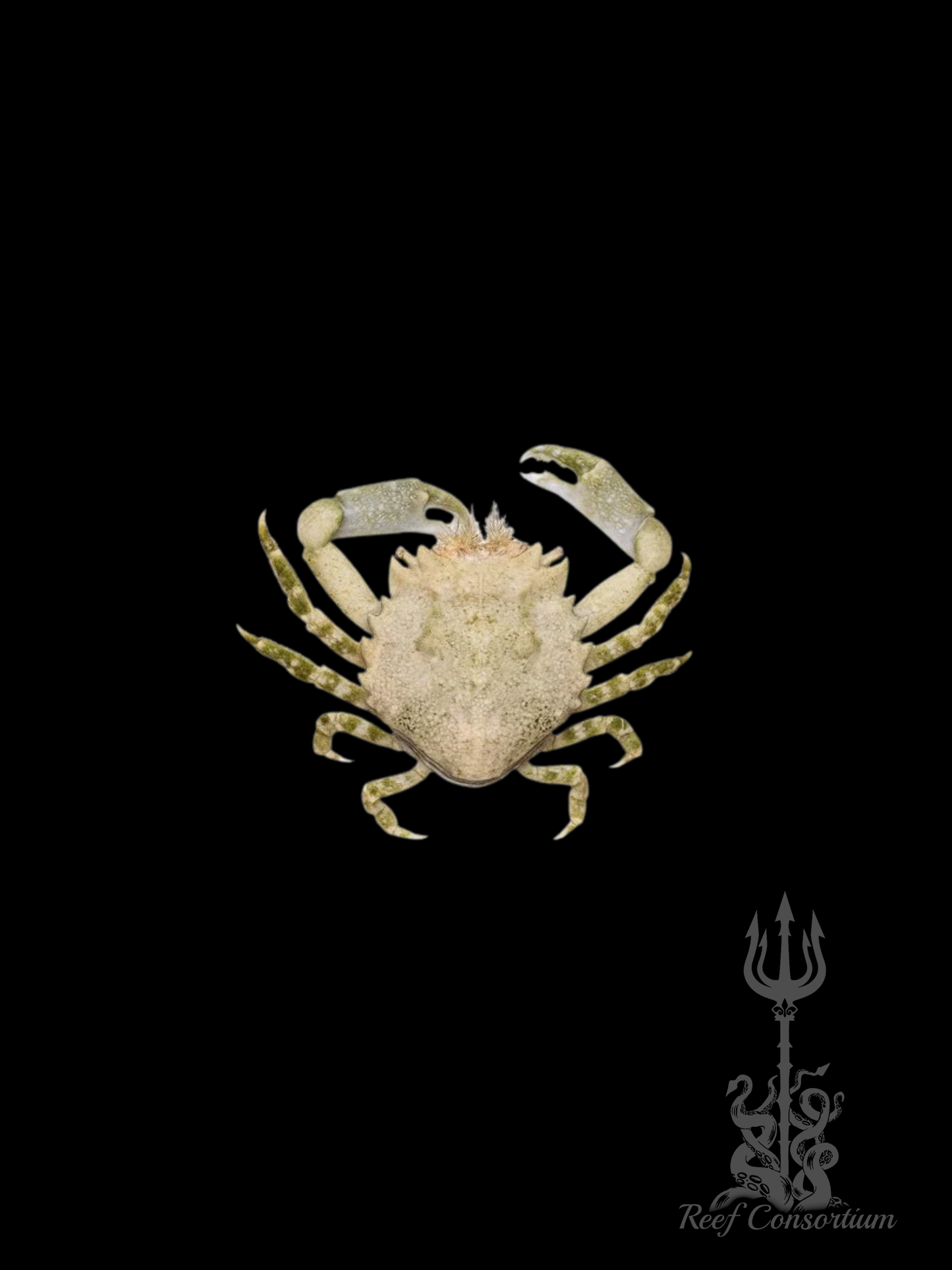 Pithos Crab