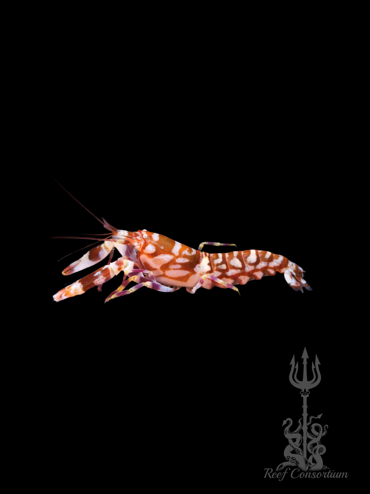 Tiger Pistol Shrimp