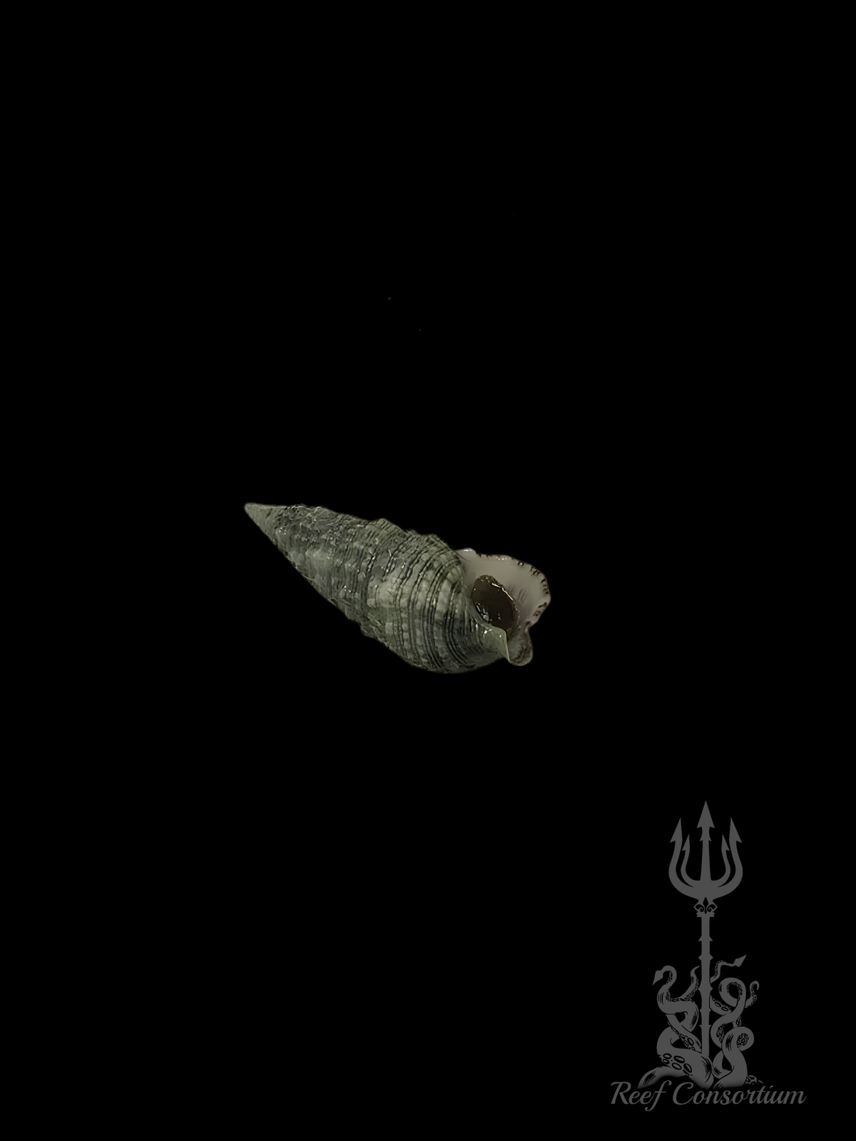 Cerith Snail