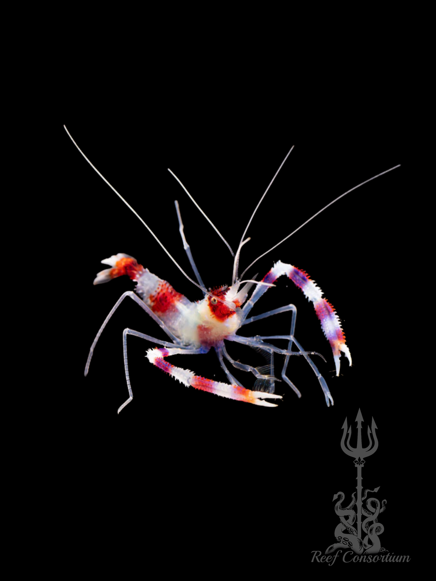 Coral Banded Shrimp