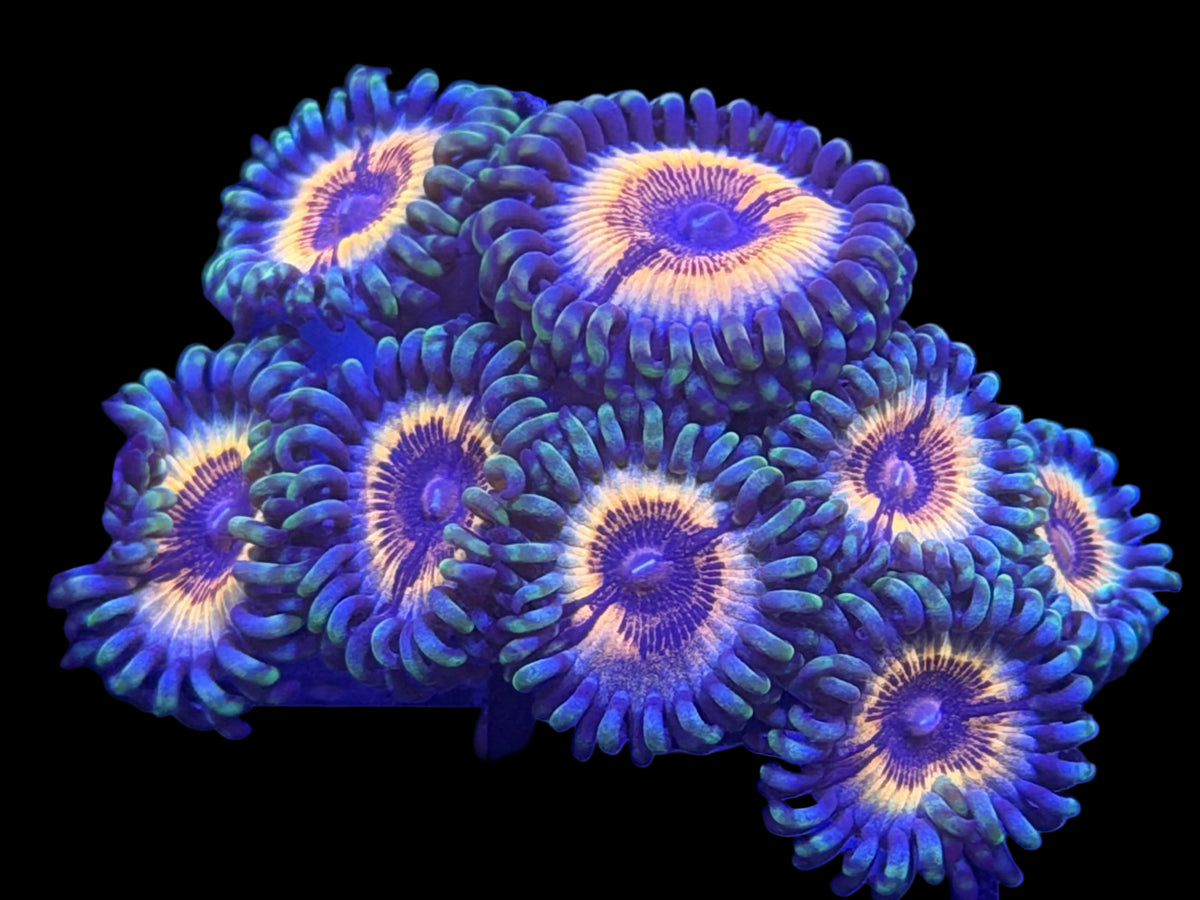 3-4p Sonic Flare Zoanthid