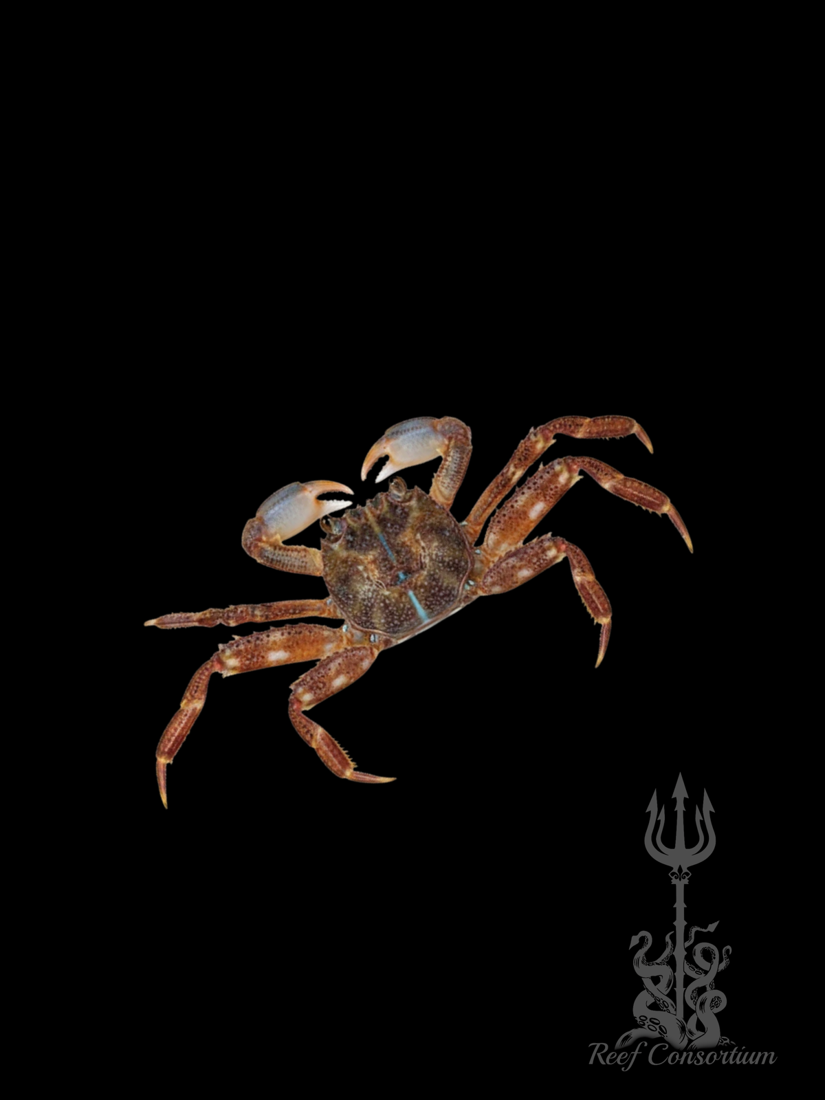 Sally Lightfoot Crab
